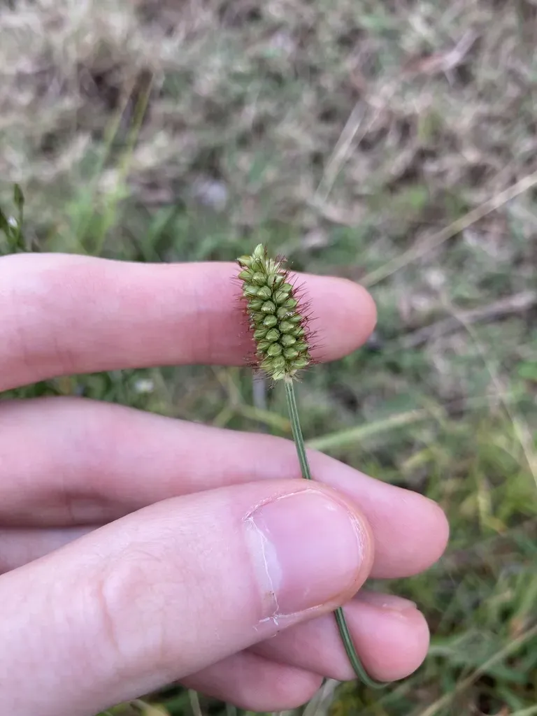 Setaria Surgens