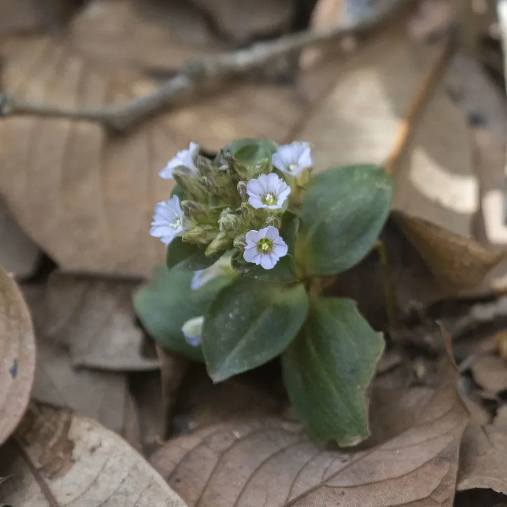 Gentiana Capitata