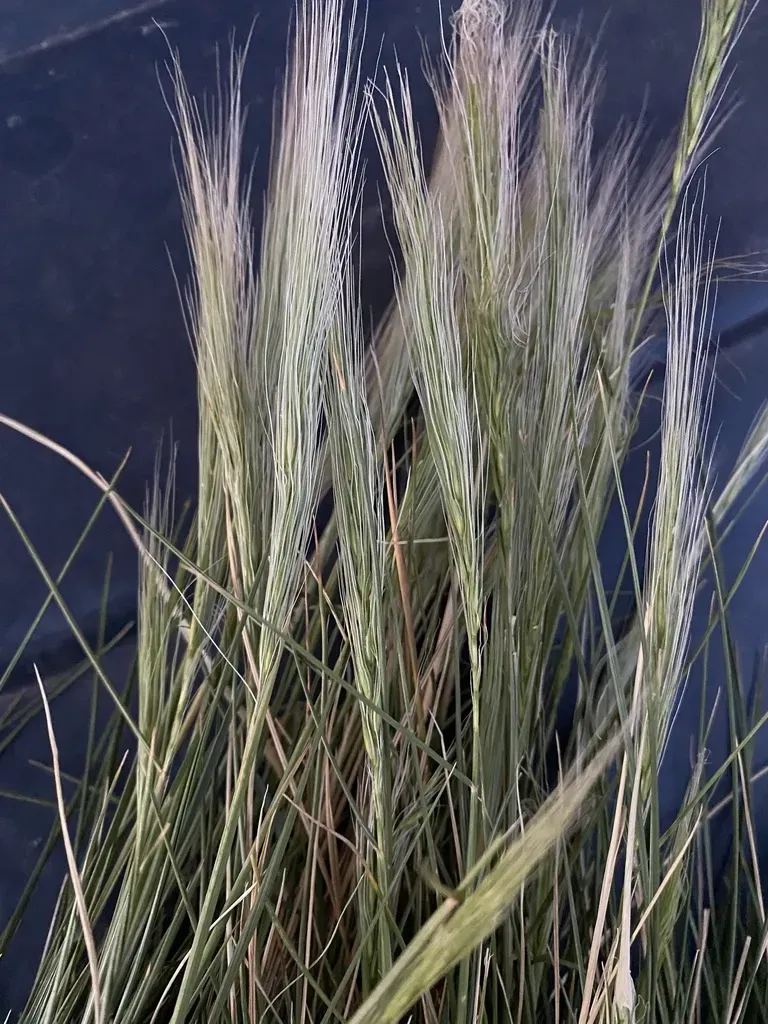 Longleaf Squirreltail