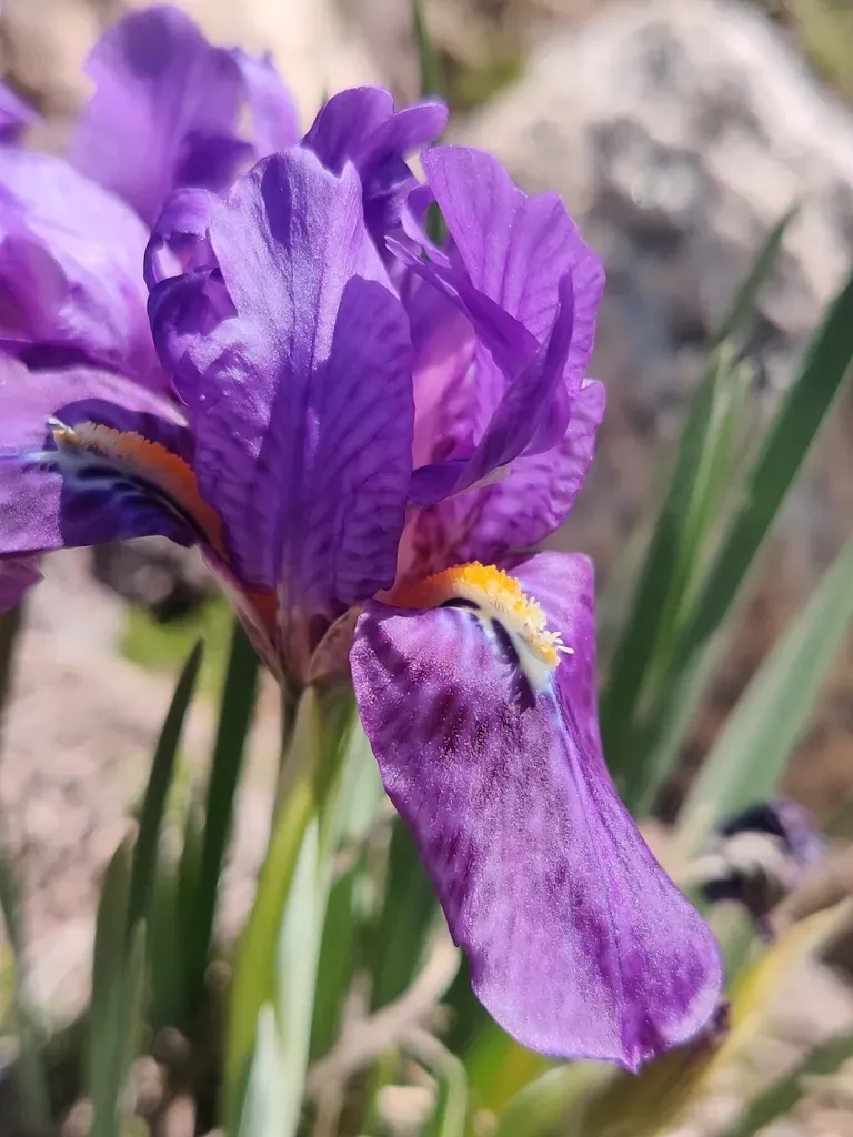 Kumaon Iris