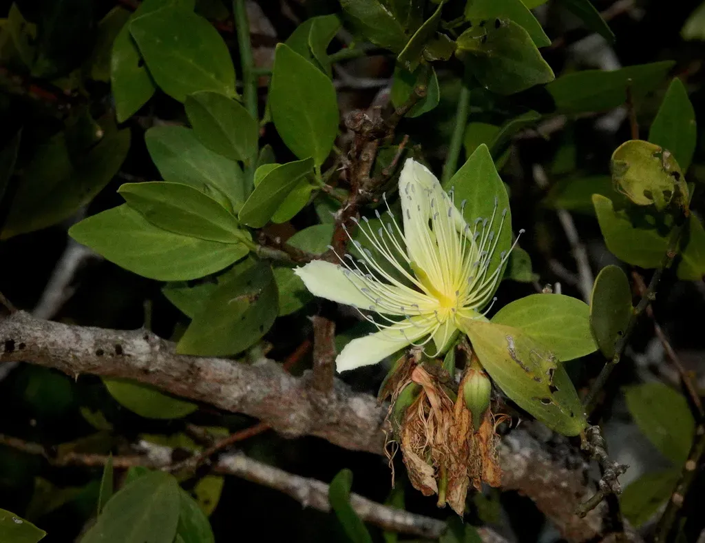 Capparis Divaricata