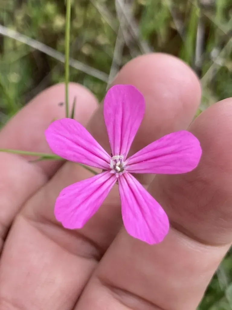 Silene Ungeri
