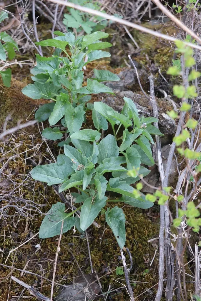 Physochlaina Physaloides