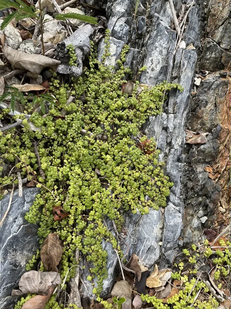 Margarett's Clearweed