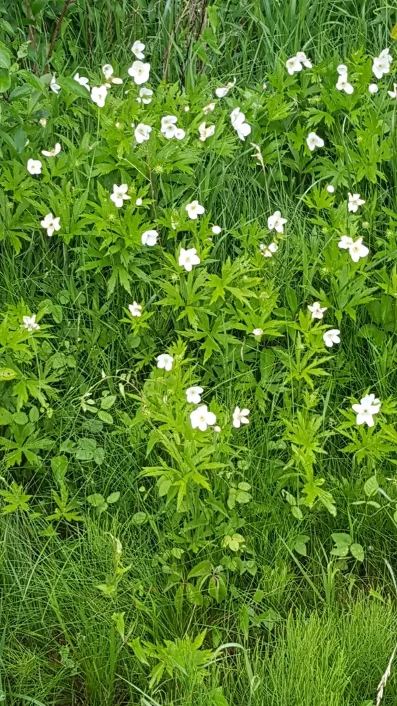 Canada Anemone