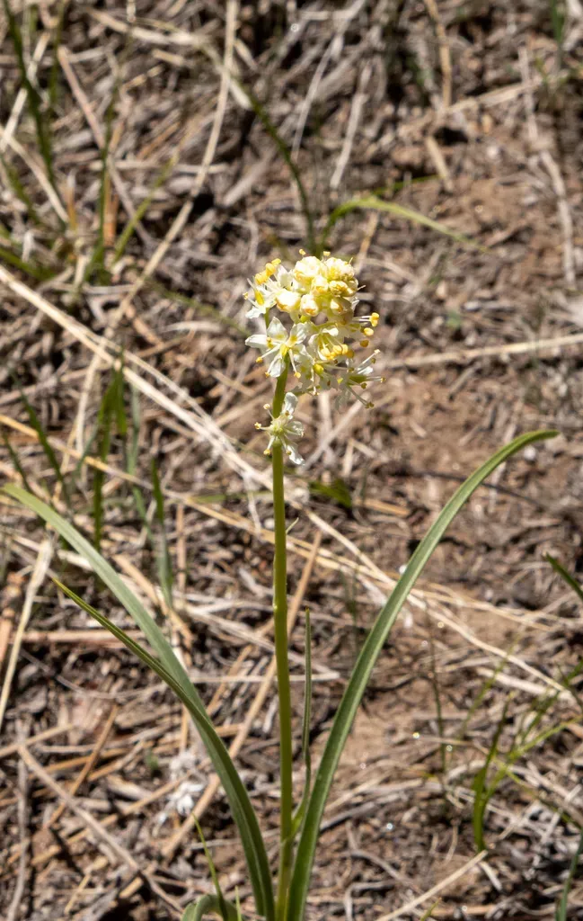 Panicled Death Camas
