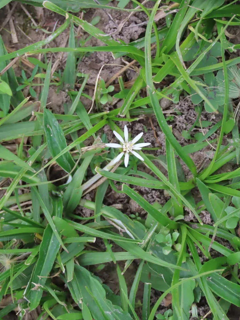 Chaptalia Piloselloides
