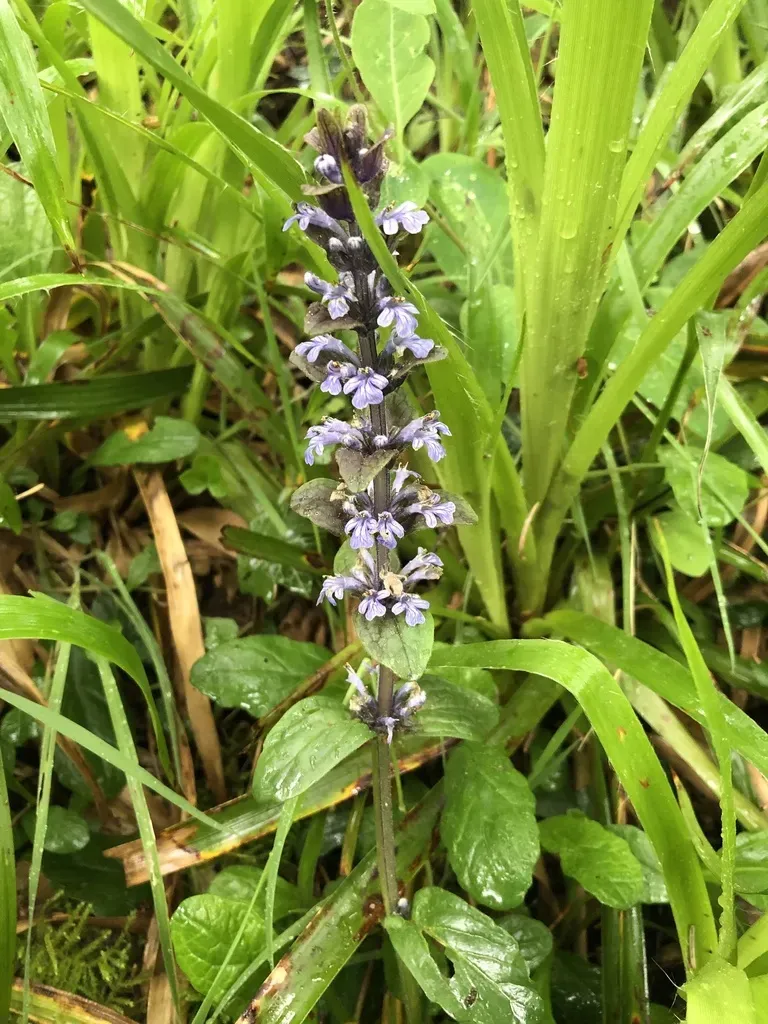 Bugleweed