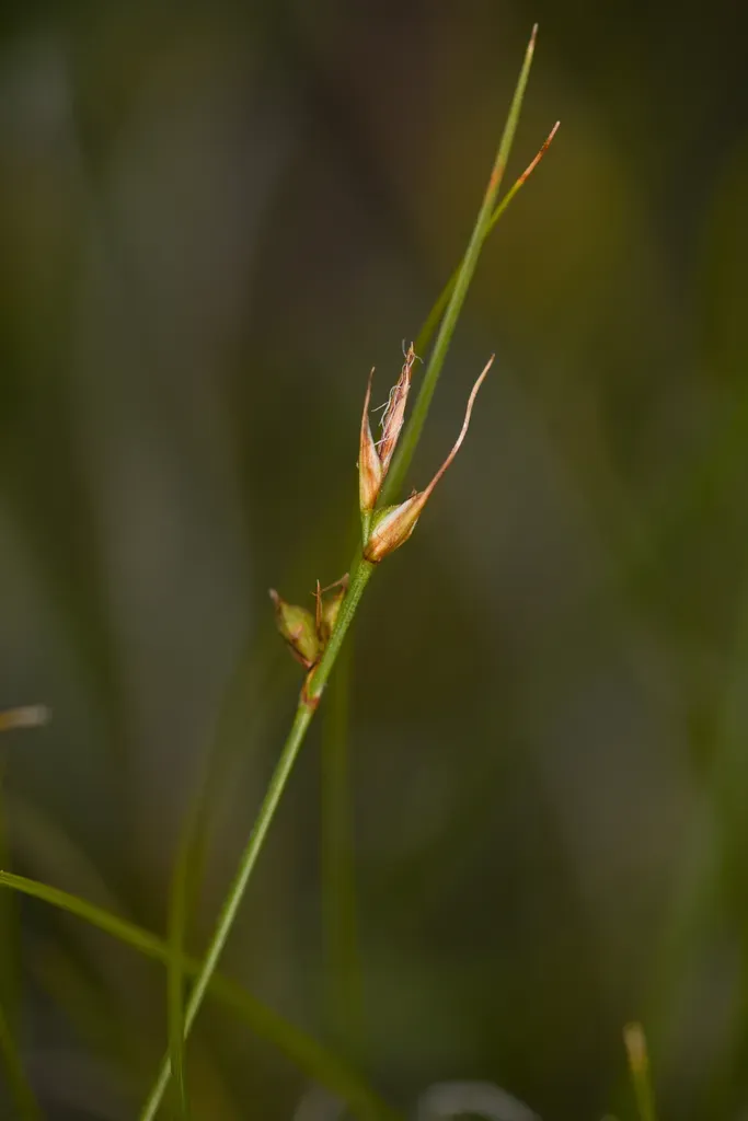 Chaparral Sedge