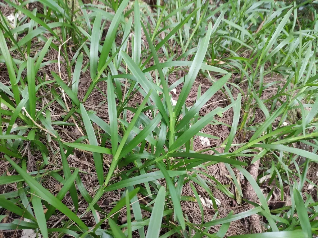 Stenotaphrum Dimidiatum