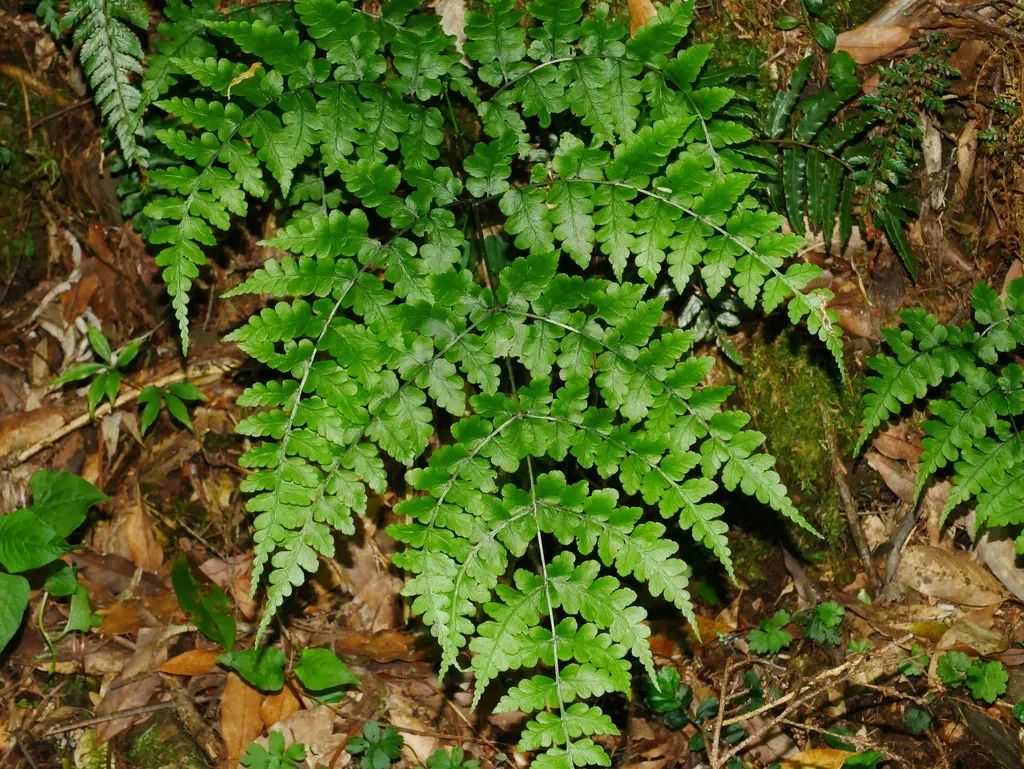 Diplazium Squamigerum