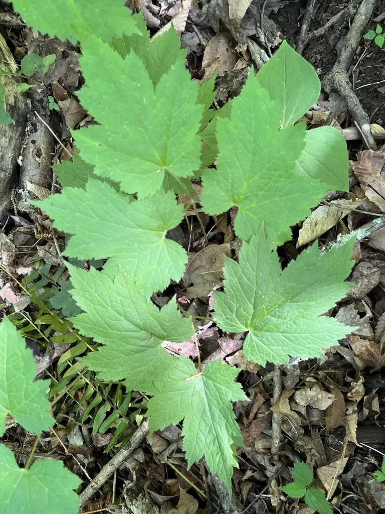 Appalachian Bugbane