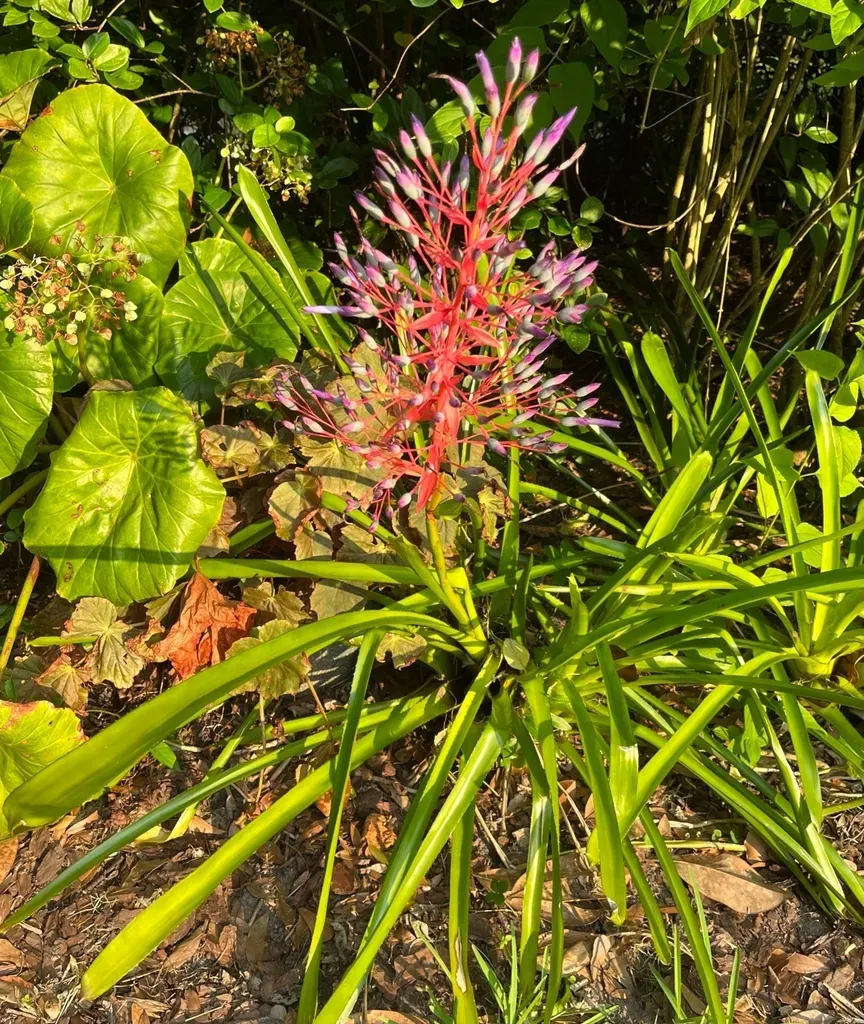 Vase Bromeliad