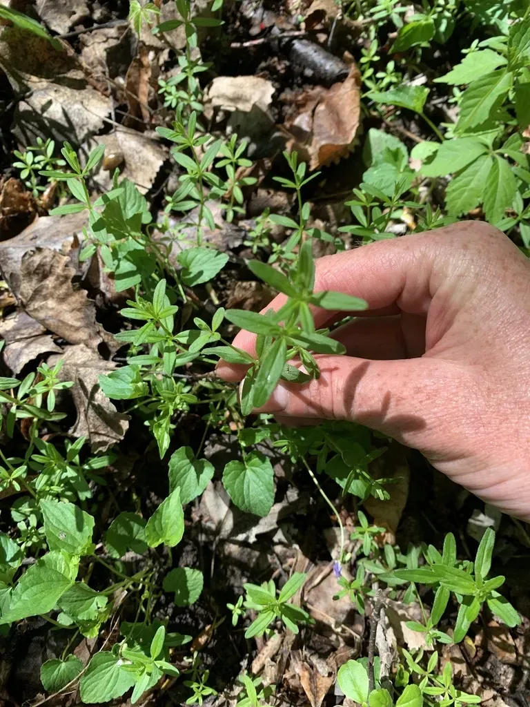 Bluntleaf Bedstraw