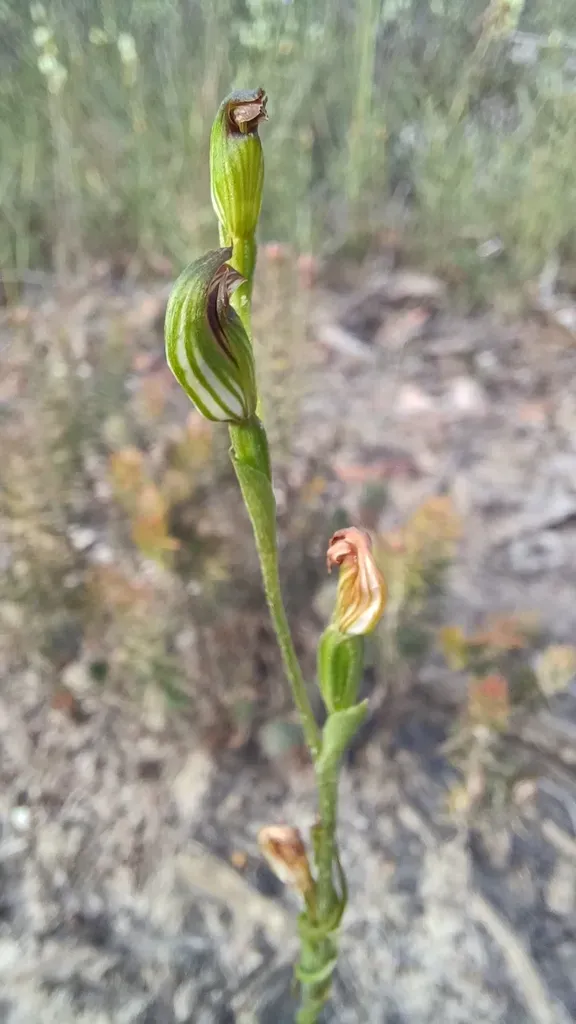 Pygmy Greenhood