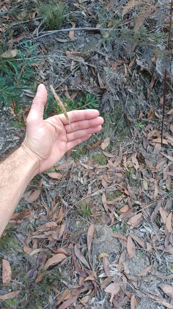 Calamagrostis Quadriseta