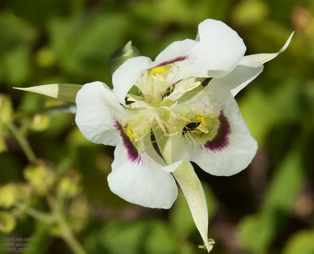 White Mariposa Lily