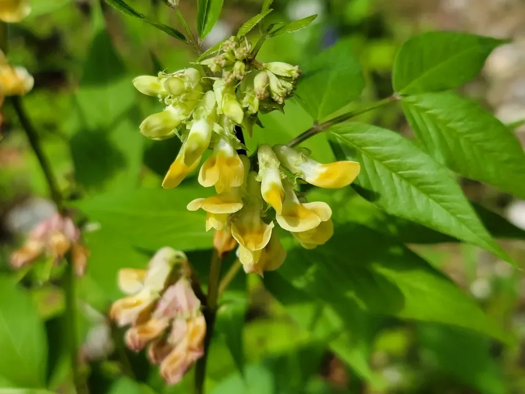 Pale Vetch