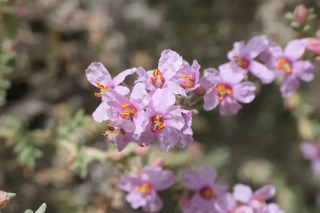 Frankenia Thymifolia