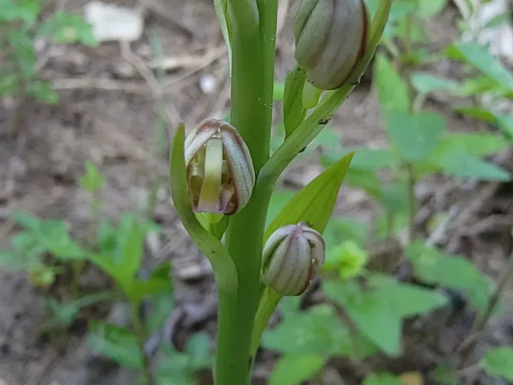 Adriatic Lizard Orchid