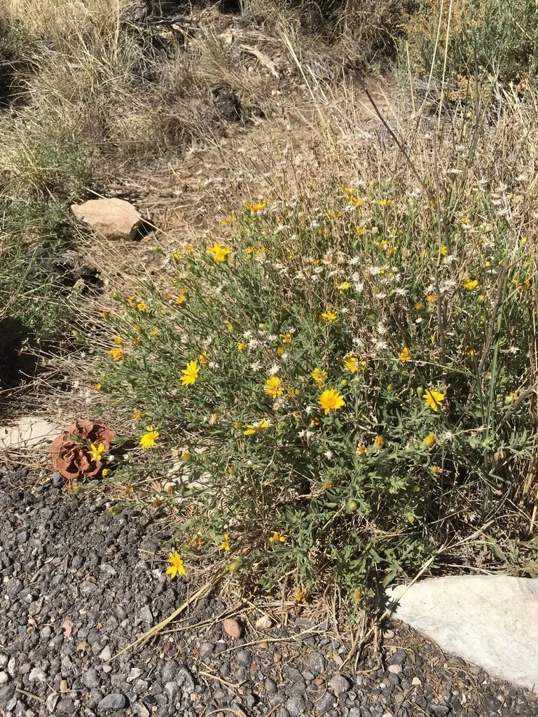 Heterotheca Cinerascens