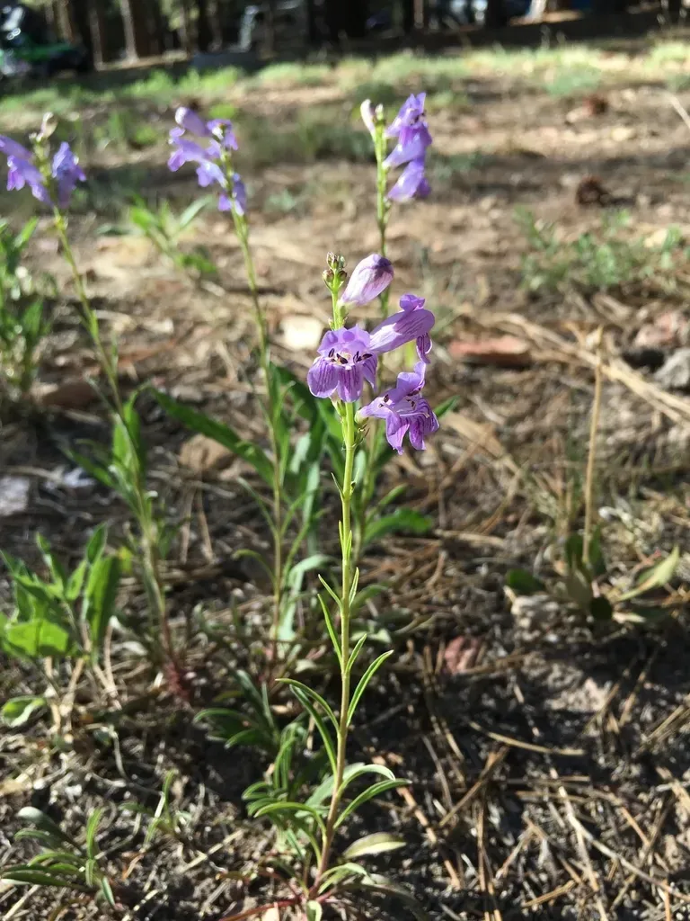 Kaibab Plateau Beardtongue