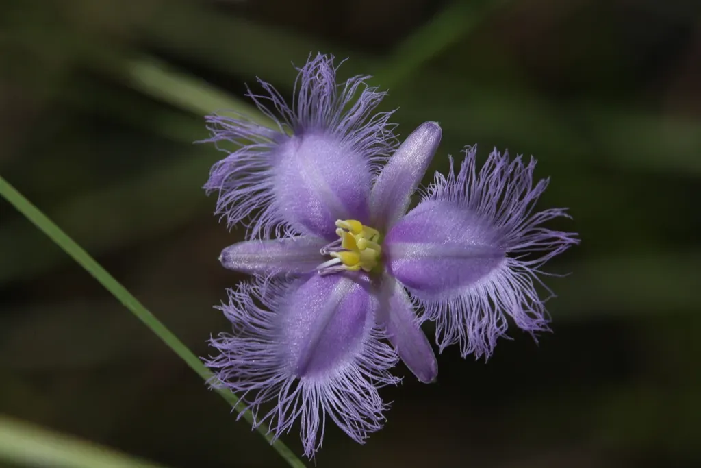 Thysanotus Banksii