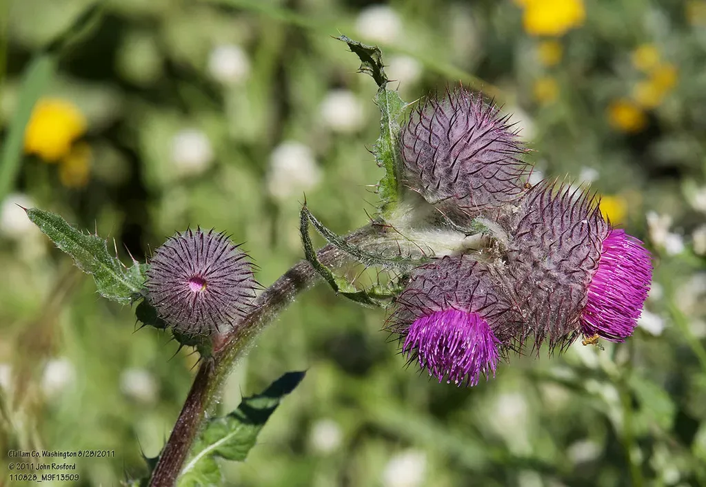 Edible Thistle