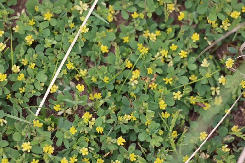 Lesser Trefoil