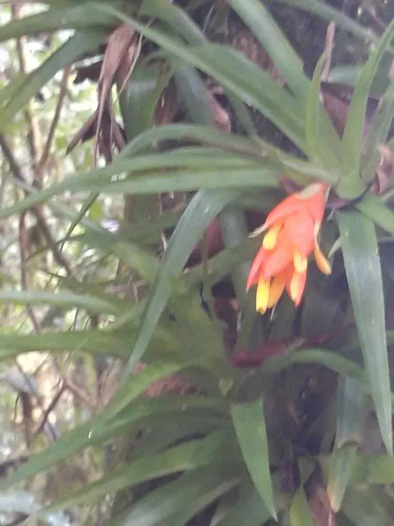 Guzmania Angustifolia
