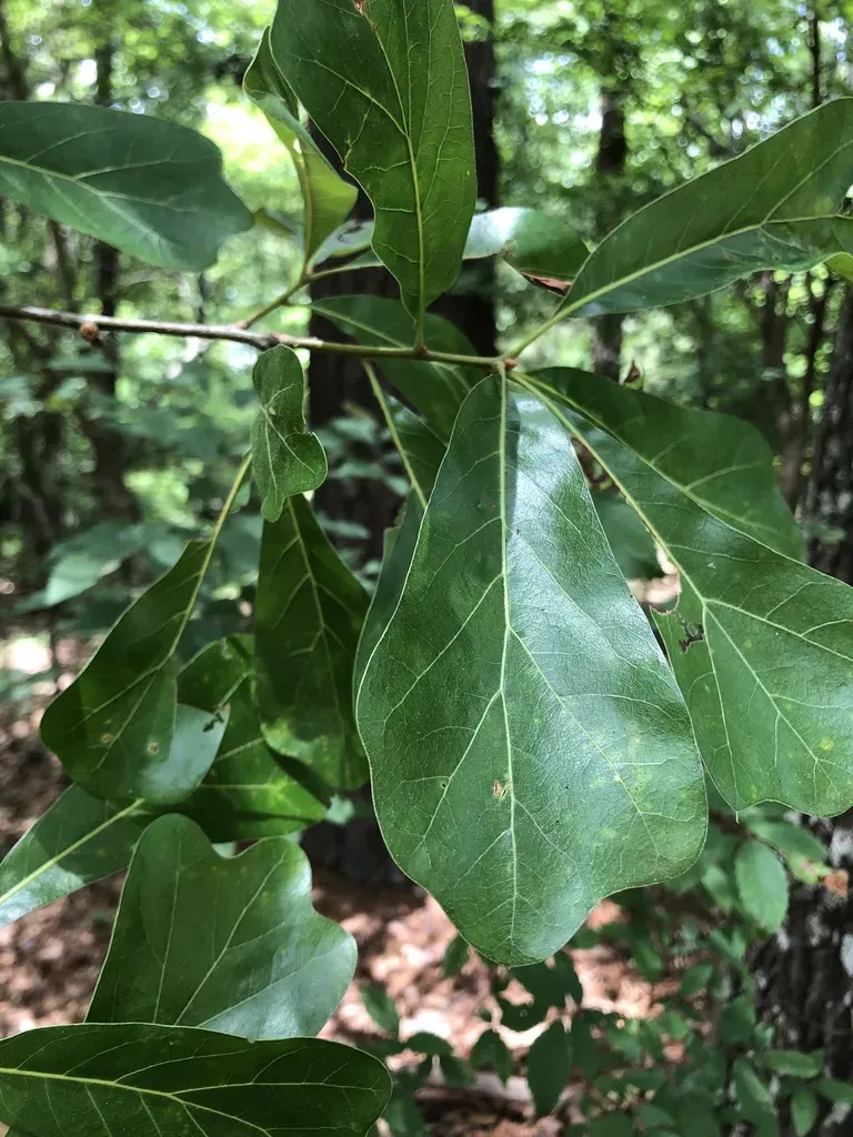 Arkansas Oak