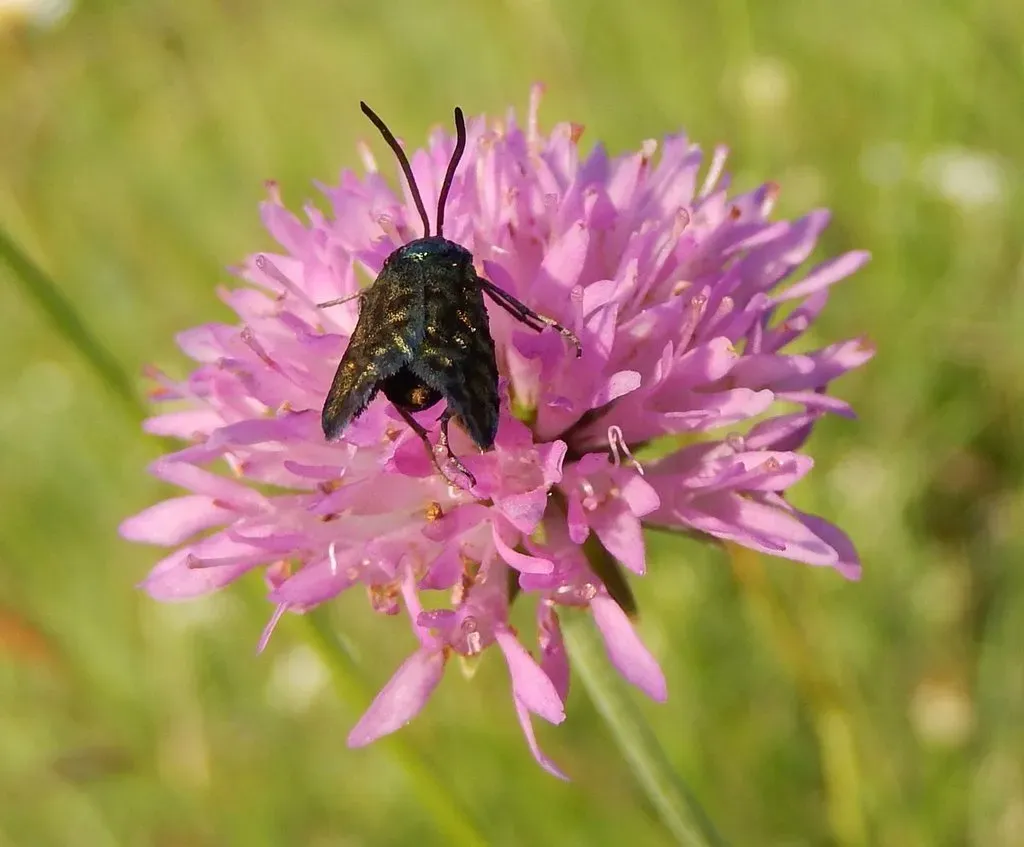 Knautia Illyrica