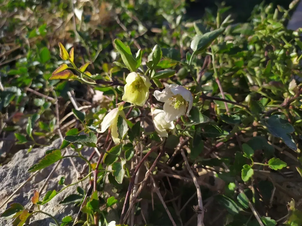 Winter Flowering Clematis