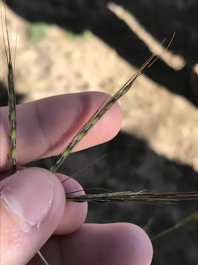 Pinhole Grass