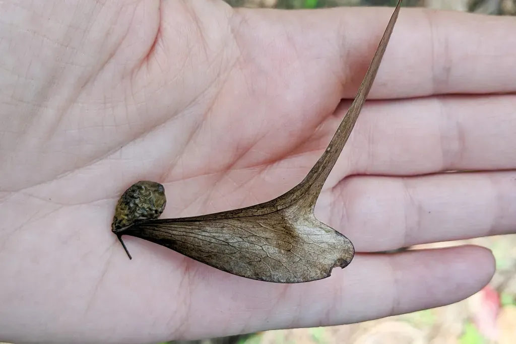 Pterocymbium Tinctorium