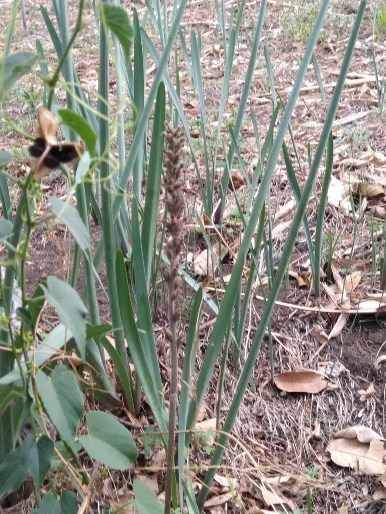 Sarcoglottis Schaffneri