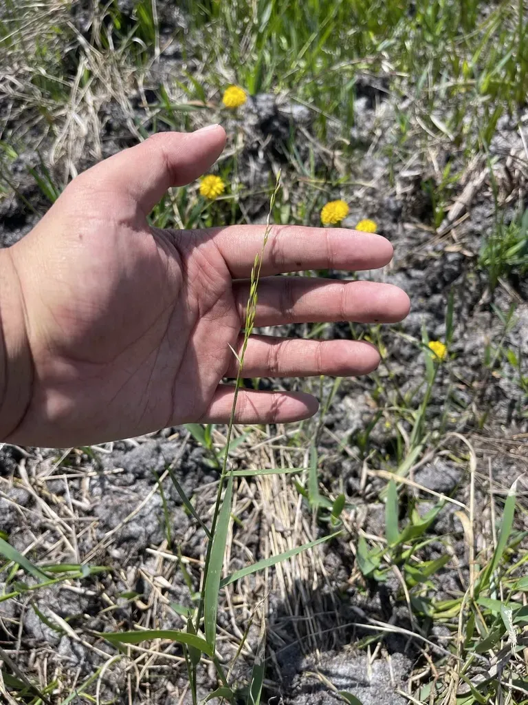 Perennial Goobergrass