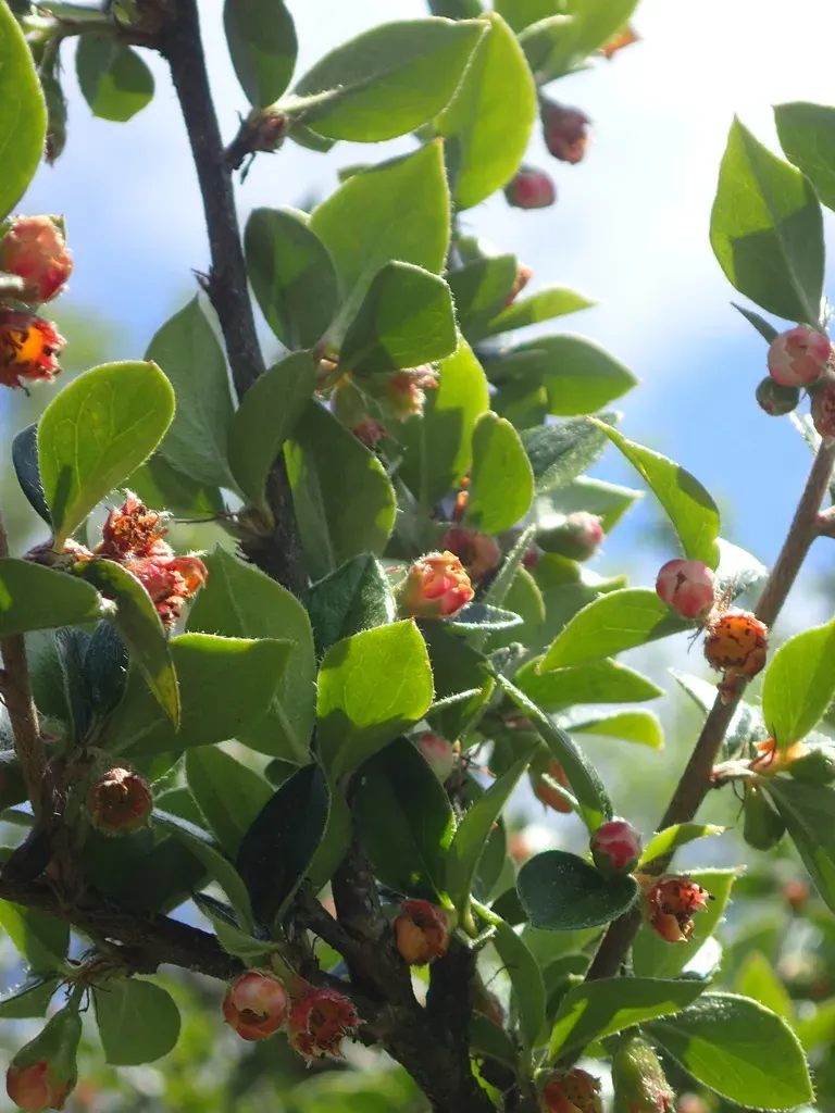 Southern False Serviceberry
