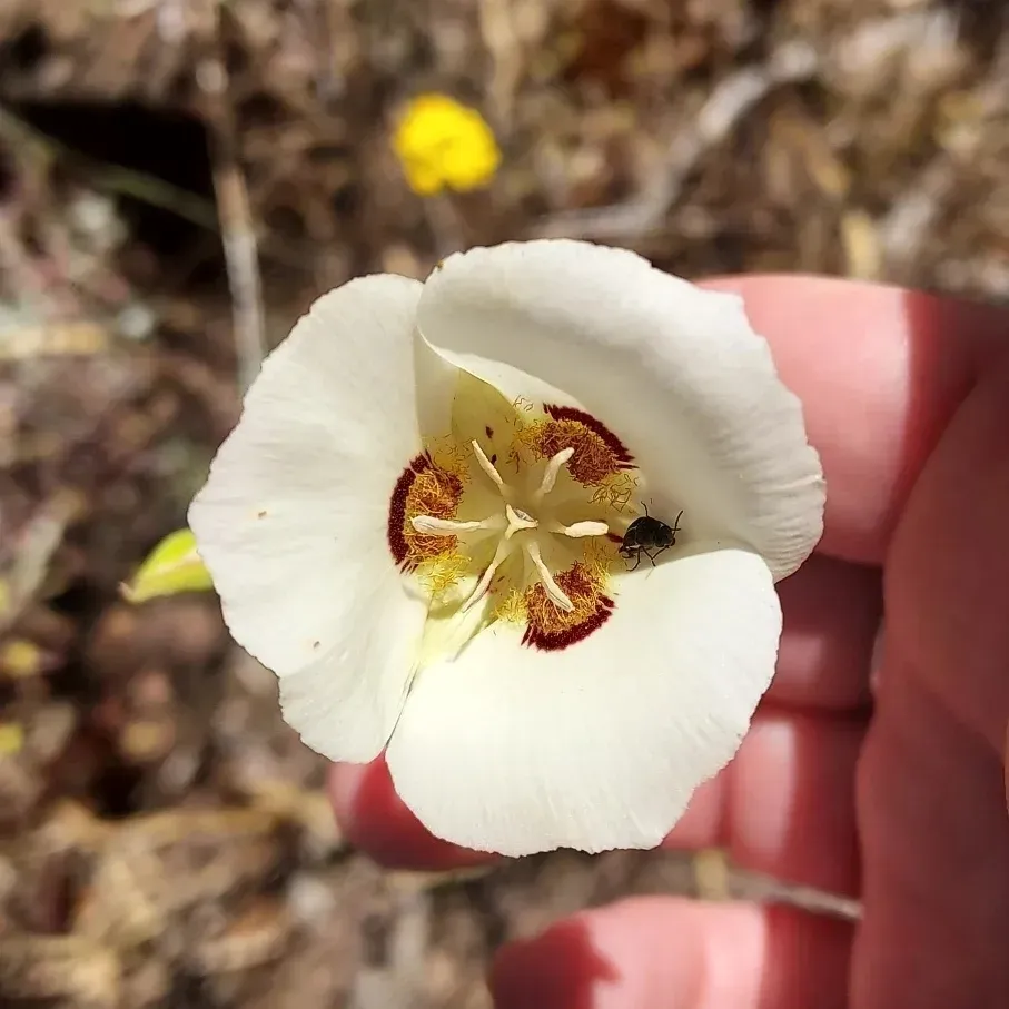Dunn's Mariposa Lily