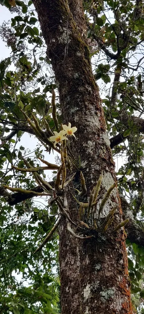 Dendrobium Heterocarpum