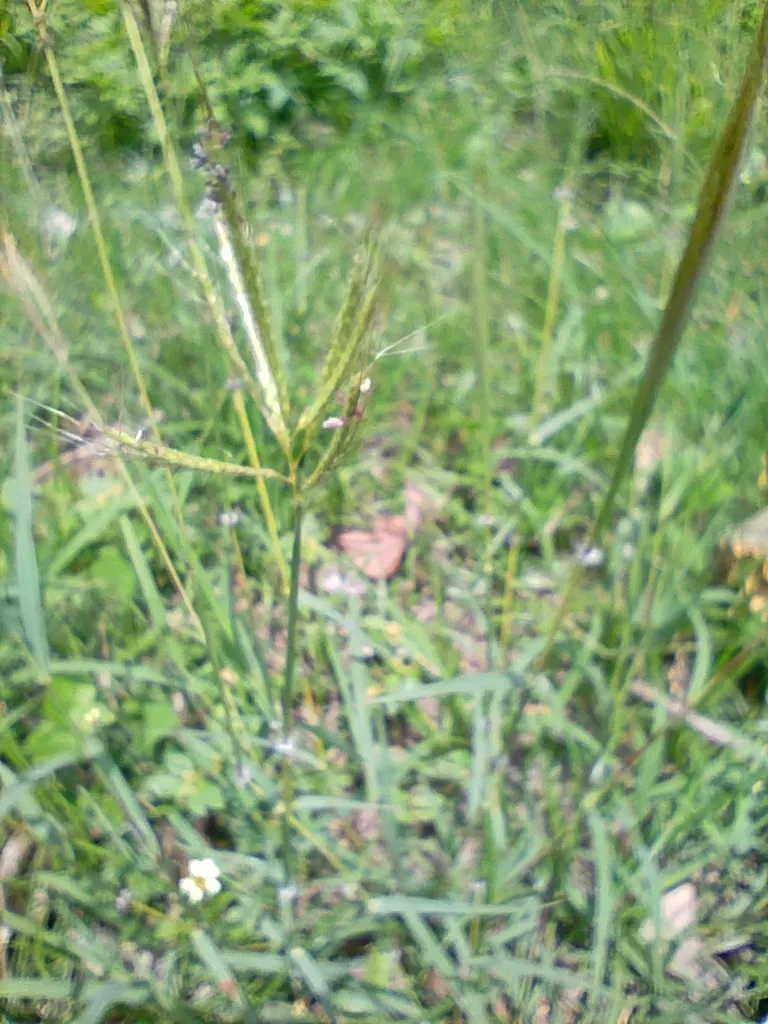 Marvel Grass