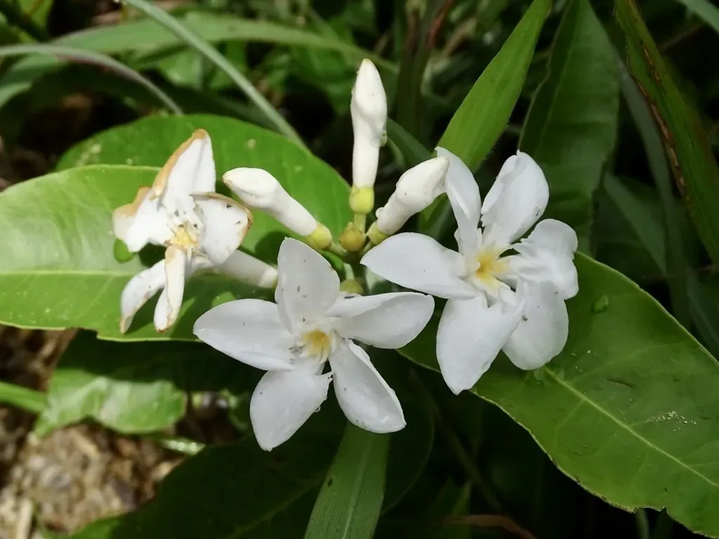 Melodinus Fusiformis