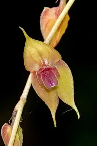 Lepanthes Jardinensis