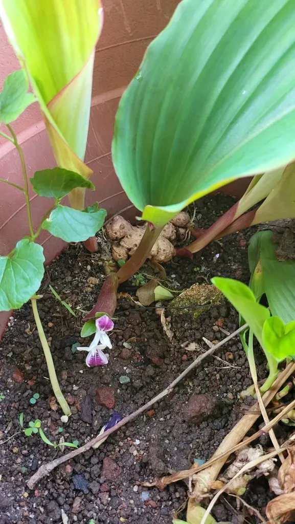 Kaempferia Parviflora