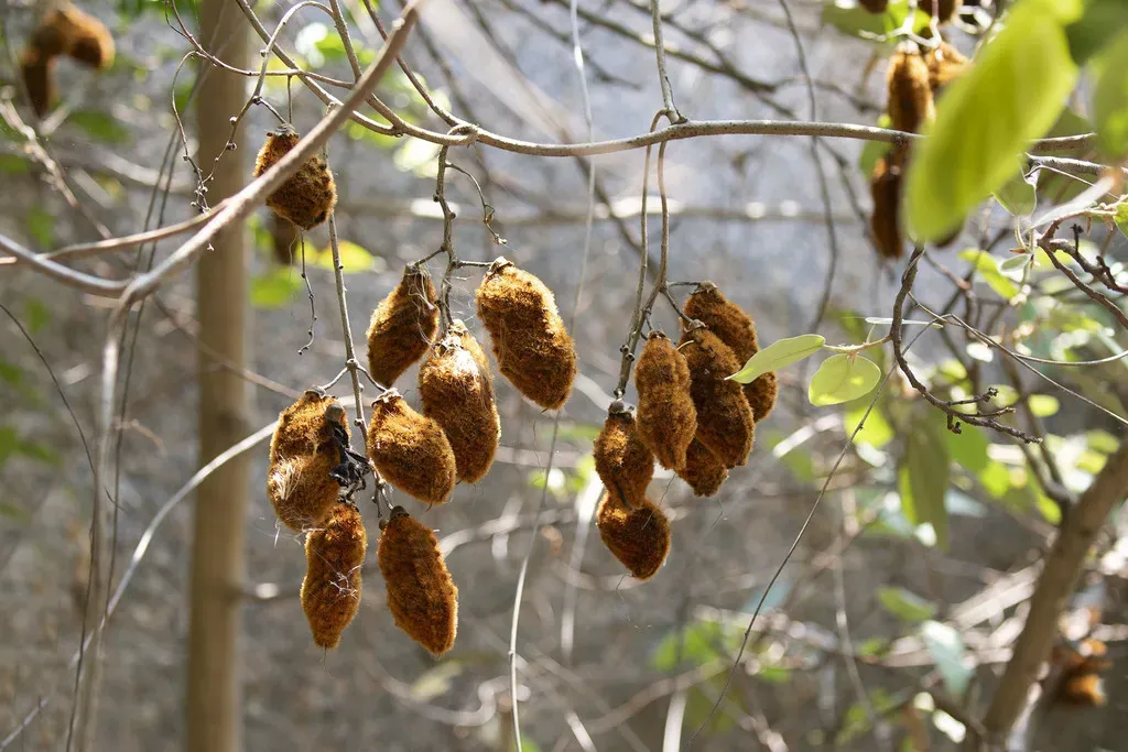 Mucuna Monosperma