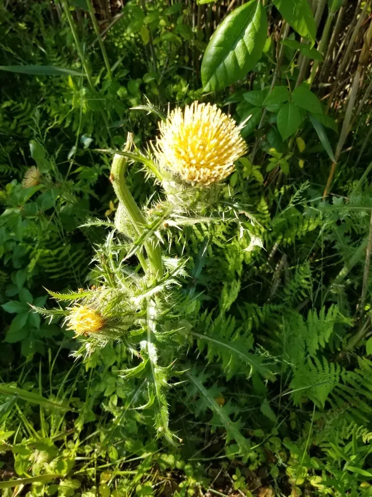 Bristly Thistle