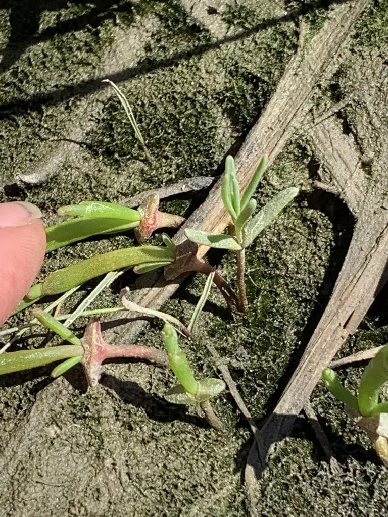 Herbaceous Sea-blite