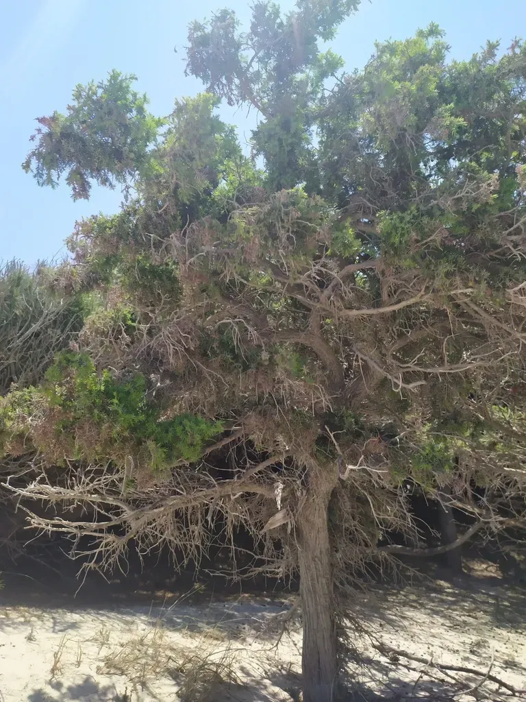 Large-fruited Juniper