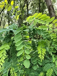 Black Locust