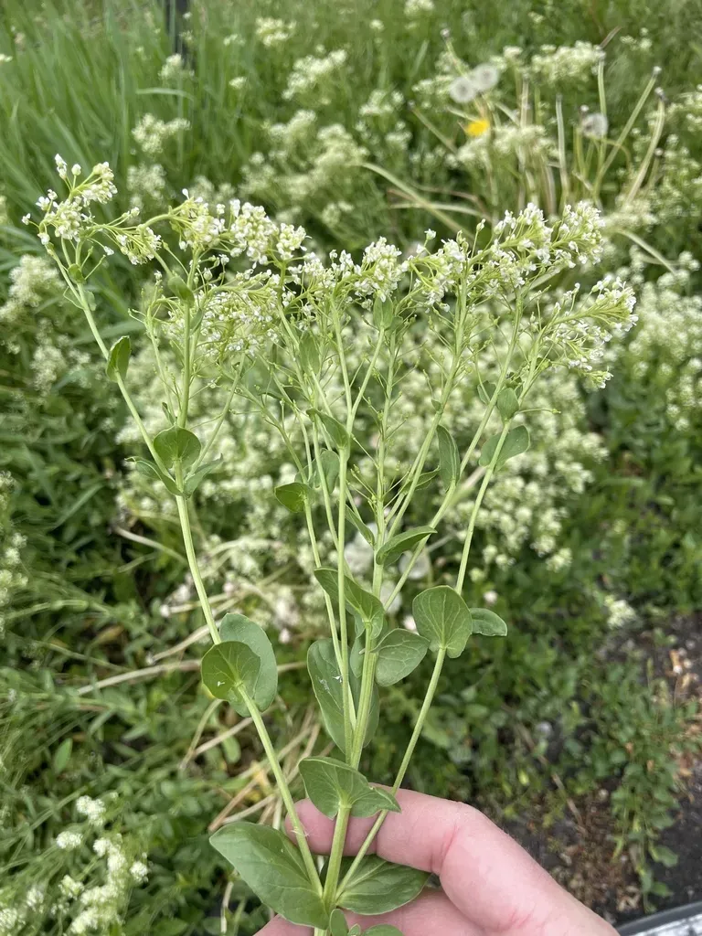 Lens-podded Whitetop